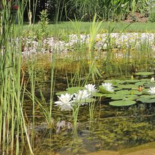 schwimmteichtechnik-hydrobotanische-zone