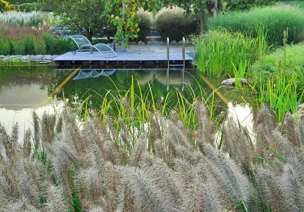 photo-award-2024-sieger-schwimmteich