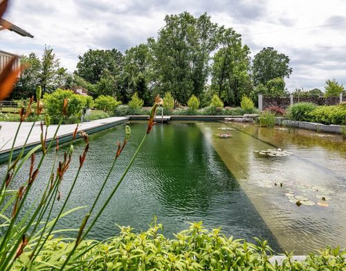 schwimmteich-pflanzen-seerosen-holzsteg-leiter