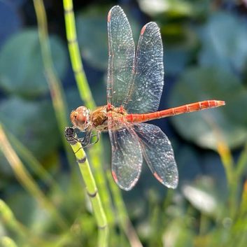 p4n-nachhaltigkeit-tiere-libelle